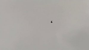 Серпастые голуби г. Снежное 2022г. -2