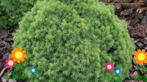 Можжевельник казацкий Аркадия. Краткий обзор, описание характеристик juniperus virginiana Arcadia
