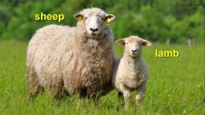Animals and their babies in English. Животные и их детеныши на английском языке детям