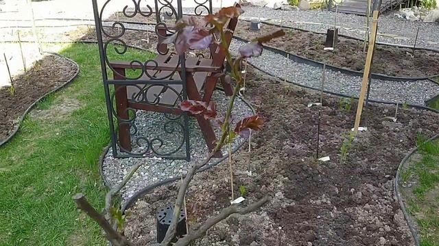 Оставшиеся повреждённые розы постепенно восстанавливаются. смотреть онлайн