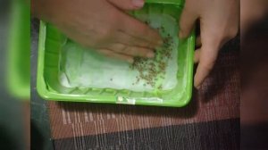 Микрозелень. Сею на салфетке без земли