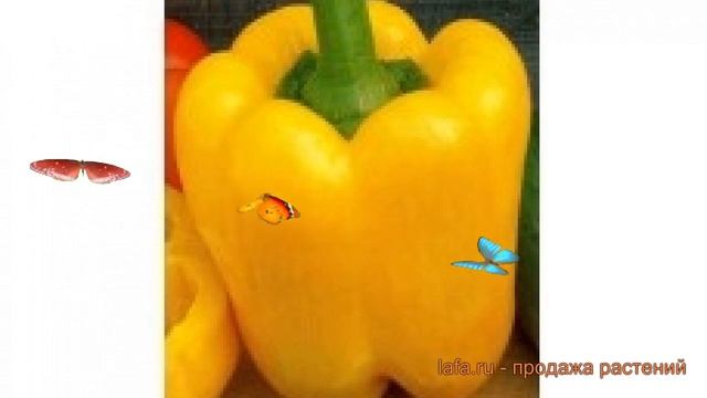 Перец сладкий Золотое чудо (zolotoe chudo) ? обзор: как сажать, семена перца Золотое чудо смотреть онлайн