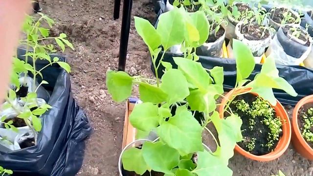 ВЕСЕННИЕ РАБОТЫ В ТЕПЛИЦЕ, ПЕРВЫЕ ПОСАДКИ И ЗАКАЛИВАНИЕ РАССАДЫ  АПРЕЛЬ