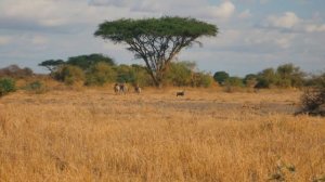 Кения 2021 Лучшие пляжи и отели в Кении! Сафари в Кении