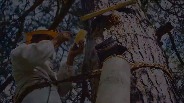 Башкирская Пчёлка. Ишимбайский район, бортевой мёд смотреть онлайн