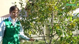 Эффективная подкормка под сад осенью на зиму!  Минеральные удобрения.