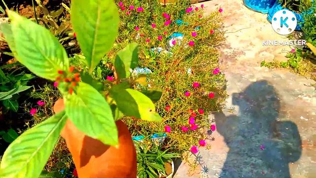 Some Rules for Planting Cuttings.Pentas plant cuttings with result. смотреть онлайн