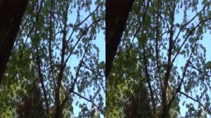 Trees in the Park in Full HD 3D