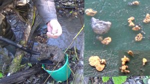 Искал золото,а нашёл платину!