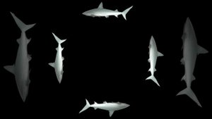 Голограмма для пирамидки(Акула)