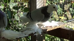 Белоголовые голуби / моздокские сизо-лысые /10.2014