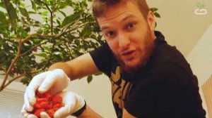 #32 Собираем жгучий перец Carolina Reaper Red ? | GrowBrothers #carolinareaper #жгучийперец #перец