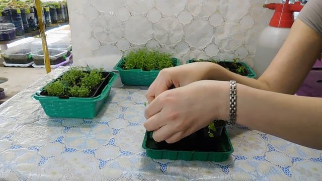 ???ЛОБЕЛИЯ ! ЛЁГКИЙ СПОСОБ ПИКИРОВКИ РАССАДЫ ЛОБЕЛИИ !