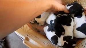 Щенки после купирования хвостов - День 7 - Уход за щенками день за днем