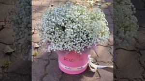Гипсофила в коробке