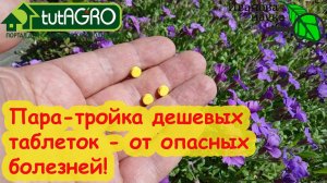ЭТО ДЕШЕВОЕ СРЕДСТВО ОТ БОЛЕЗНЕЙ ПРОДАЕТСЯ В КАЖДОЙ АПТЕКЕ! Всего 2-3 таблетки и растения здоровы!