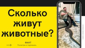 Сколько живут  домашние животные.?