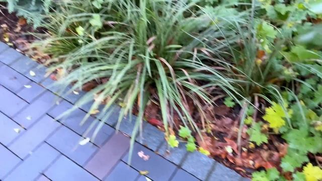 Приглашаю на прогулку по саду.? С названиями растений на латыни, русском и немецком ? Мой Топ 30 ? смотреть онлайн