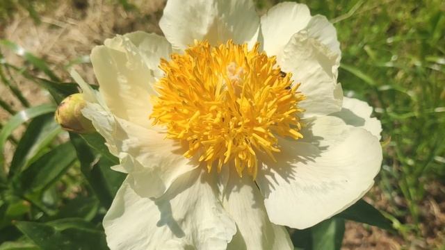 Пион Клер де Лун смотреть онлайн