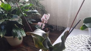 Шикарный результат за 5-6 дней!.Рибав экстра.