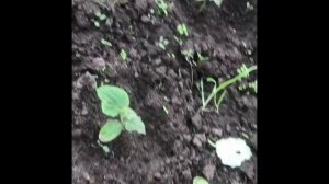 Огурцы ? Остановились В Росте? Подкормка Дрожжами
