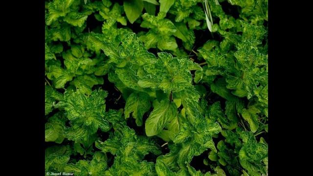 Мята кудрявая (немецкая мята, курчавая мята, луговая мята). Использование как пряность.