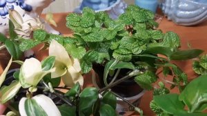 ?Плектрантус?Чудесное приобретение пилеи монетолистной?