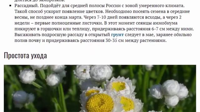 Аммобиум крылатый фото Выращивание из семян Посадка и уход в открытом грунте смотреть онлайн