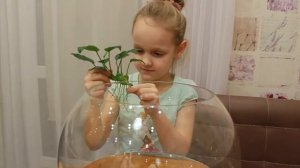 У Полины появился питомец | Аквариум | Рыбка-петушок Огонёк