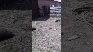 Нападение волков в Зерноградском районе Ростовской области