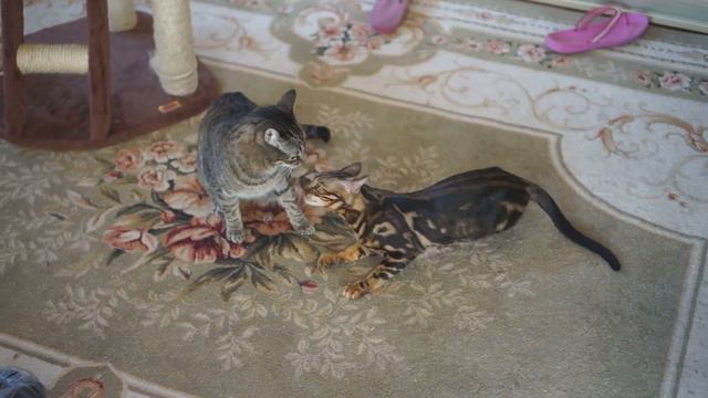 мама защищает бенгальских котят http://abengal.ru/ смотреть онлайн