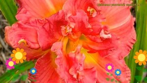 Лилейник гибридный Силоам Олин Фрейзер. Краткий обзор, описание hemerocallis Siloam Olin Frazier