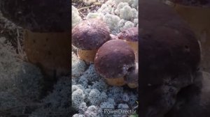 Приятные моменты сбора грибов. Тихая охота. Pleasant moments of mushroom picking. Quiet hunting.