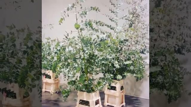 Высота 220 см. Эвкалипт смотреть онлайн