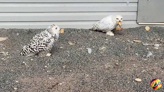 Влог Диана едет в Карельский зоопарк/Видео для детей от канала Lady Di/Диана в Карелии Серия 2 смотреть онлайн