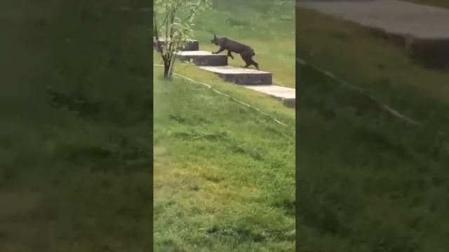 Редкая черная канадская рысь смотреть онлайн