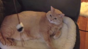 Песня о жирном толстом коте | Жирный толстый кот!