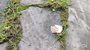 Мох на бетонном шаре. Результаты эксперимента.