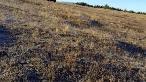 Грибы синеножки в конце октября в Крыму 2021. грибы 2021.