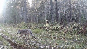 Обзор фотоловушки НТ 001 с примерами видео