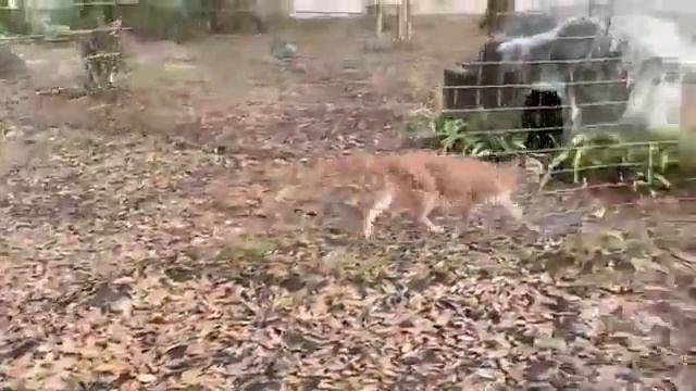 Sunday morning walkabout with Brittany and the cats of Big Cat Rescue! 01 17 2021