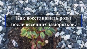 Как восстановить розы после весенних заморозков.