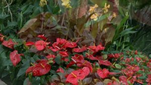 How to Plant Anthurium Flowers as Ornamental Plants at Home