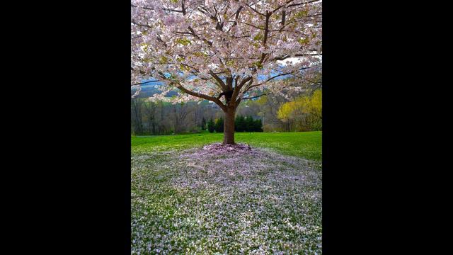 КРАСИВАЯ МУЗЫКА и ДИКАЯ ПРИРОДА смотреть онлайн