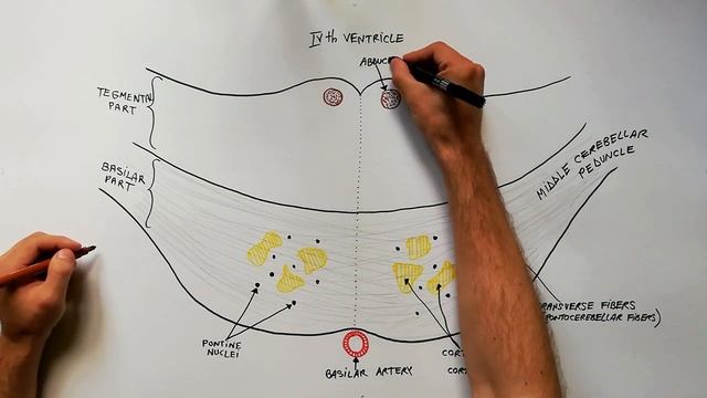 Pons | Cross section | Internal structure - Neuroanatomy Tutorial