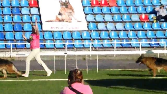 Ринг рабочих кобелей _ максималка _ Russian Siegerschau 2015