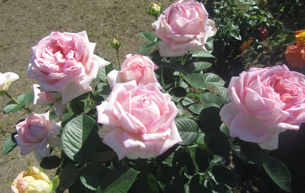 КОГДА ОТКРЫВАТЬ РОЗЫ.ПЕРВАЯ ОБРАБОТКА ОТ БОЛЕЗНЕЙ И ВРЕДИТЕЛЕЙ.wmv смотреть онлайн