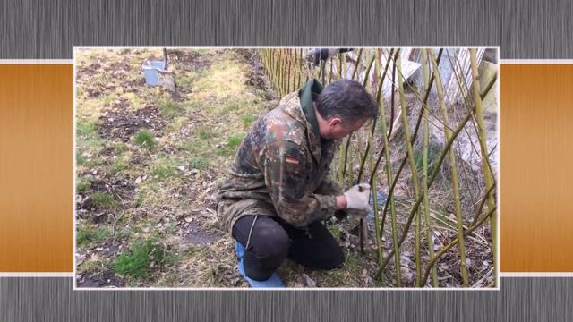 Удобрение для живой изгороди из ивы и других живых конструкций смотреть онлайн