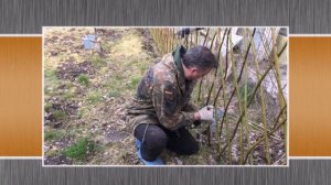 Удобрение для живой изгороди из ивы и других живых конструкций