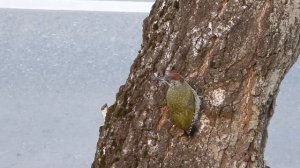 14.06.20 ЗЕЛЕНЫЙ ДЯТЕЛ,  КОРМЛЕНИЕ